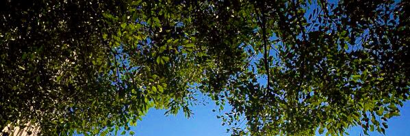 クッキーばい。 banner