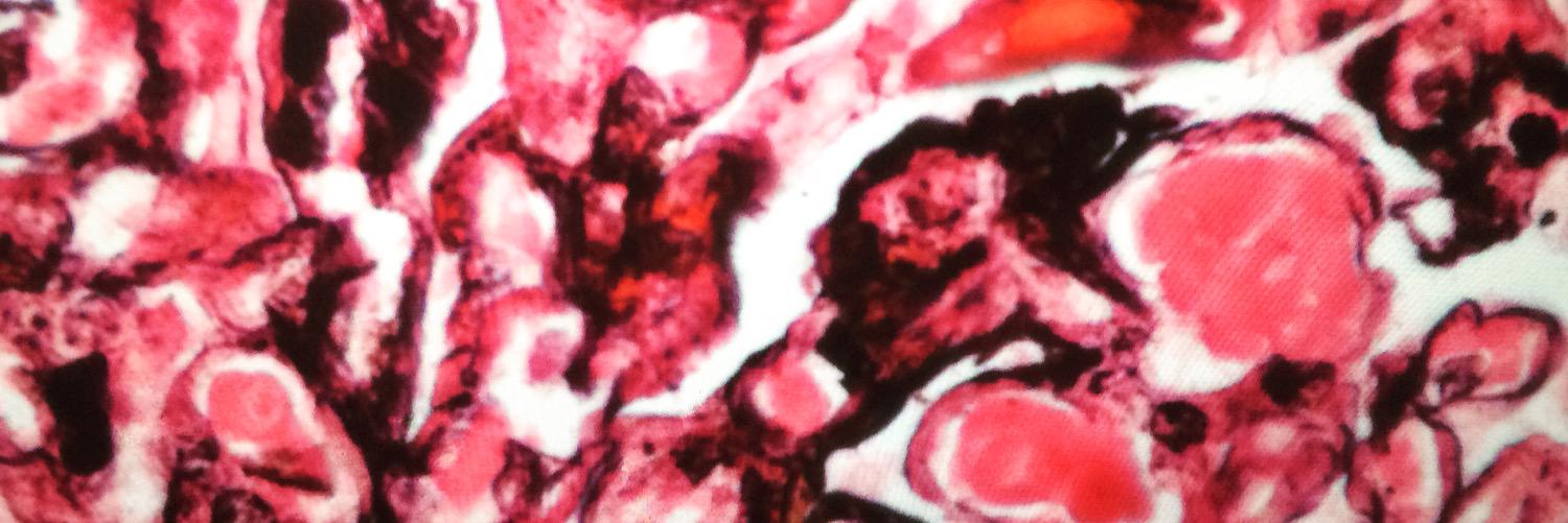 Alicia Núñez Abreu, MD🔬🇩🇴 banner