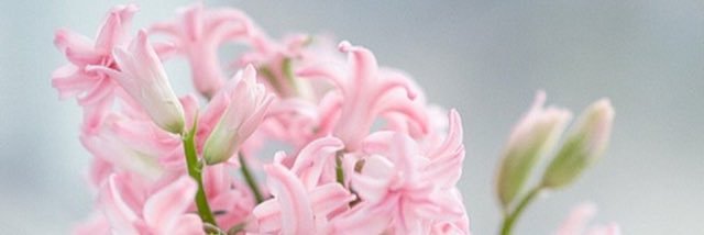 R_s_R502's profile banner image