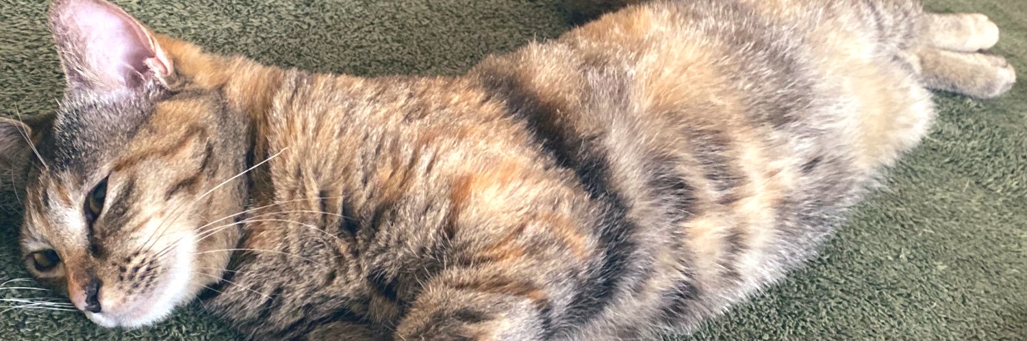 めめ@よくハゲる少食猫の給餌係 banner