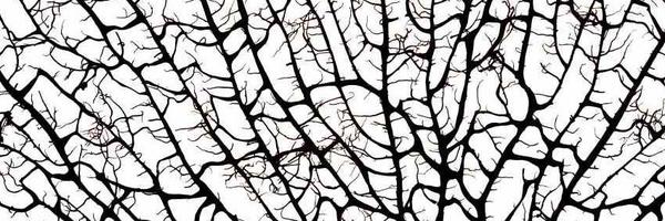 lwelchman Profile Banner