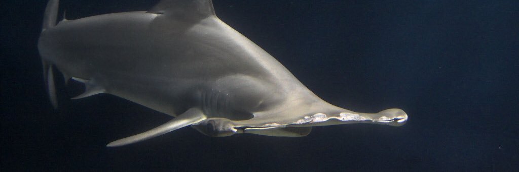 LadyCaveDiver's profile banner image
