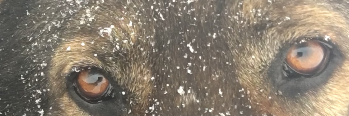 8_barney's profile banner image