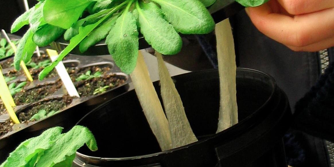 Christa Testerink banner