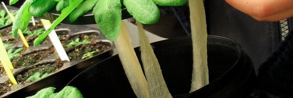 TesterinkC Profile Banner