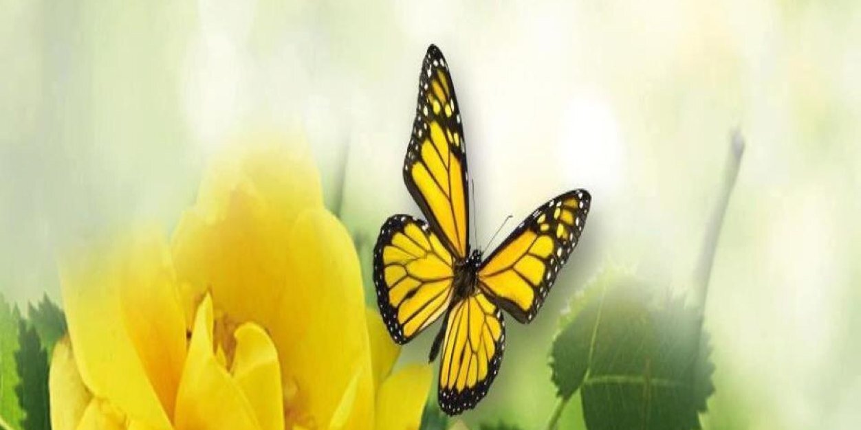 Mothstobutterfl's profile banner image