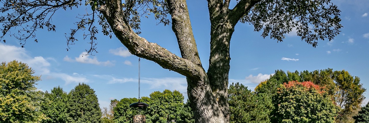 Patrick Favara banner