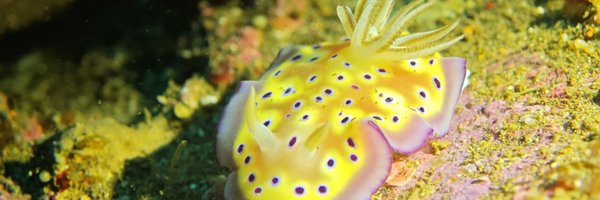 SeaRabbit1024 Profile Banner