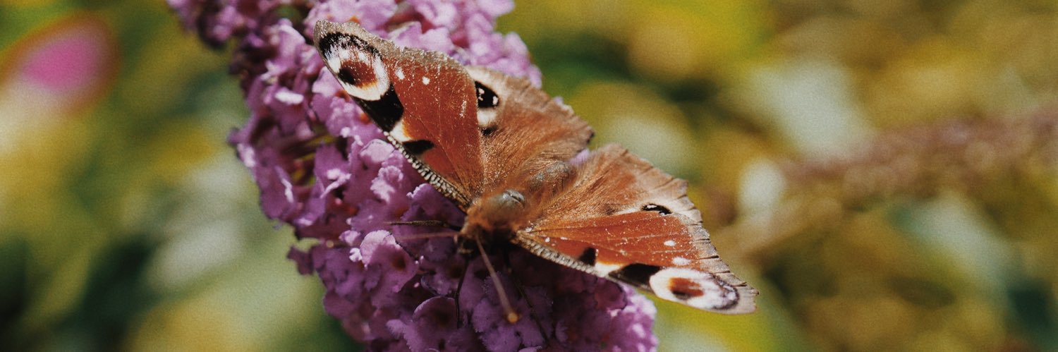 cxlinua