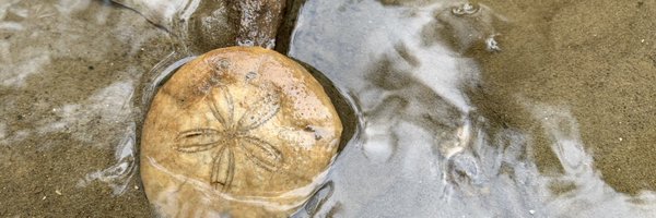 chiahsinhsu2313 Profile Banner