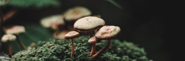 AnaPaulaOr82359 Profile Banner