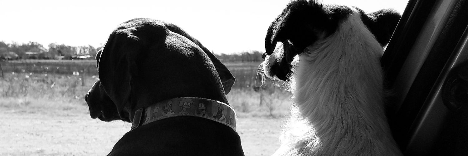 Let_Cay's profile banner image
