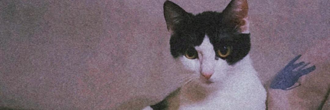 nesliiann's profile banner image