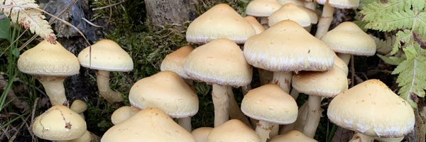 BeejJohnsonn Profile Banner