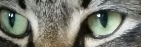 missgingerkat68's profile banner image