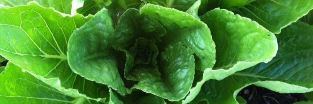 Fullcircleveg's profile banner image