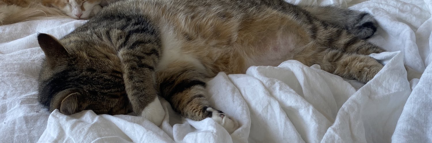 Allison Robicelli banner