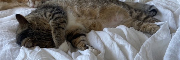 robicellis Profile Banner