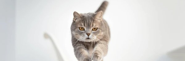 acatsdad's profile banner image