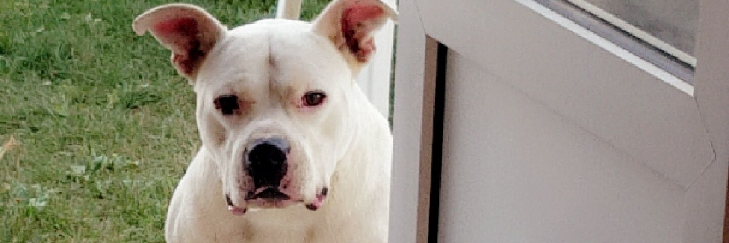 JMesnel's profile banner image