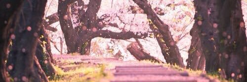 Saroush_B's profile banner image