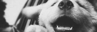 maari_silvas's profile banner image