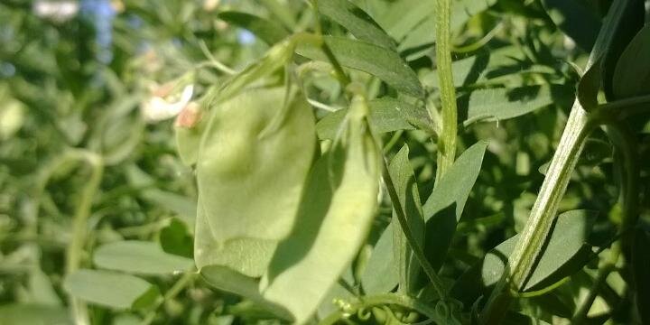 SouthernPulse banner