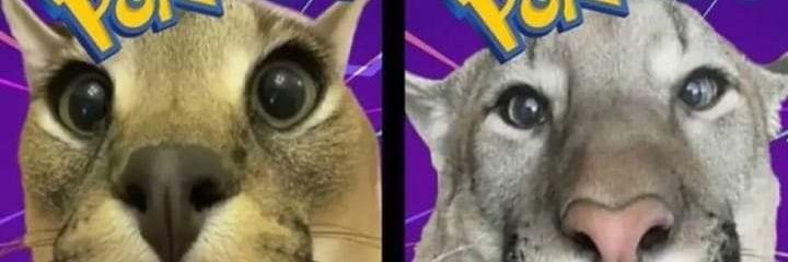 peido lírico banner