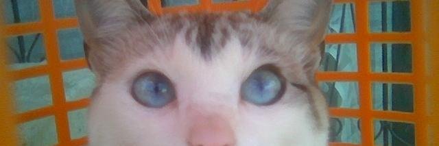silver_veronica's profile banner image