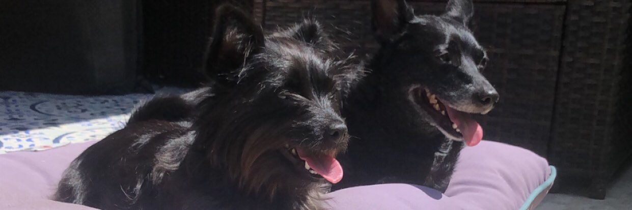 _foreverangiee's profile banner image