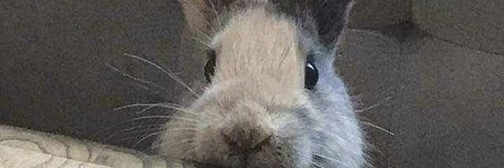 FloaterDuck's profile banner image