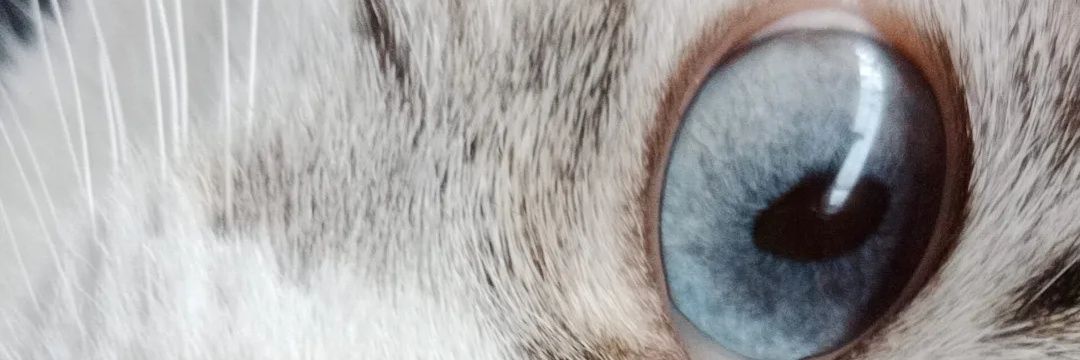 _prassein's profile banner image