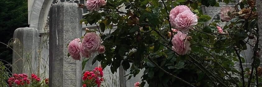 beyzanrsirin's profile banner image