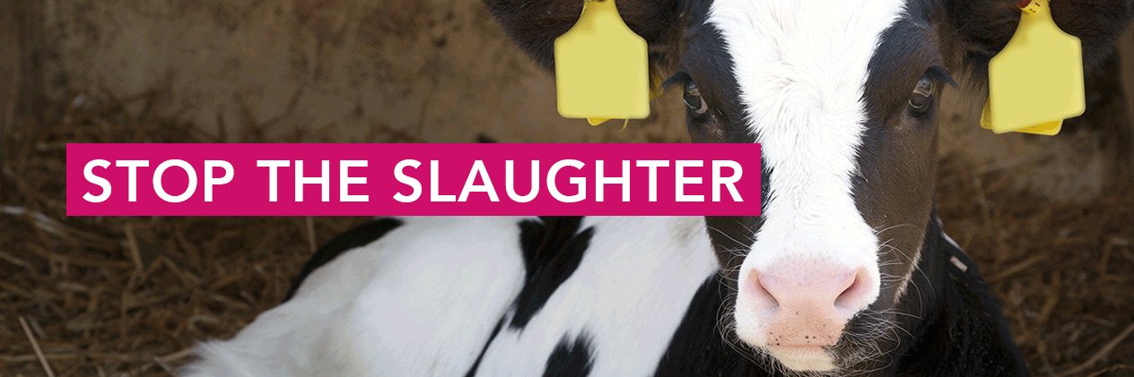 Animal Rights International banner