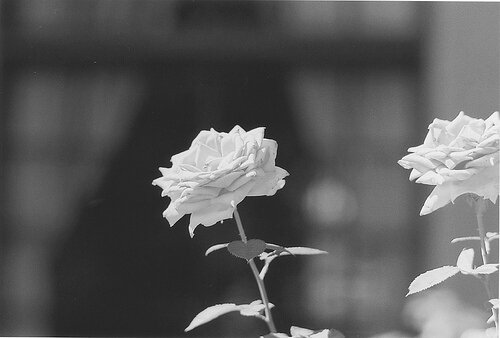 Purity_91's profile banner image