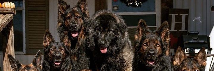 ToddlersDogs's profile banner image