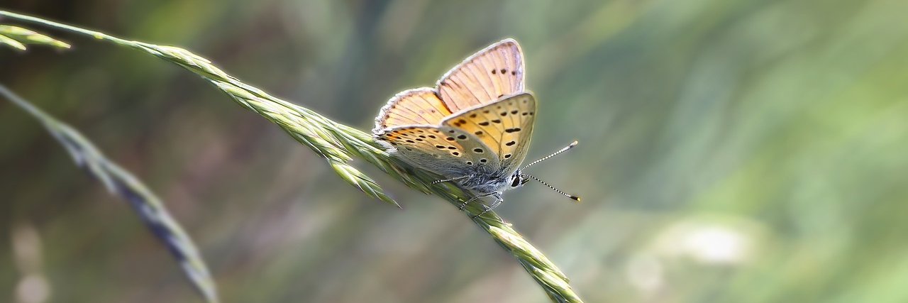 Polly banner