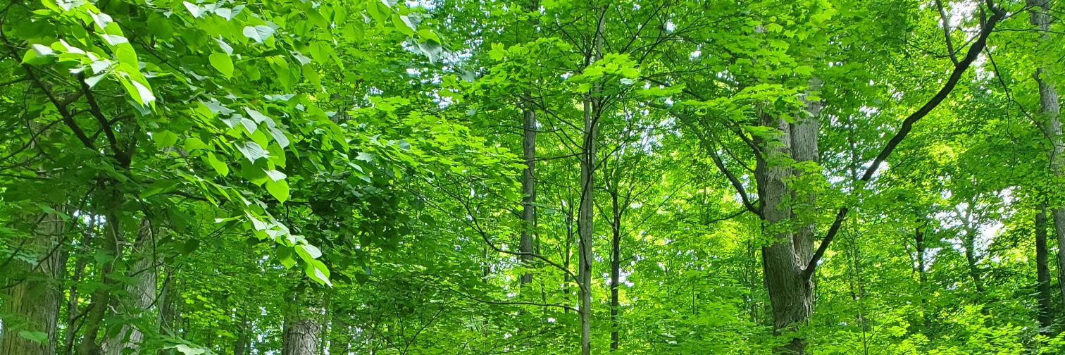 karhuk's profile banner image