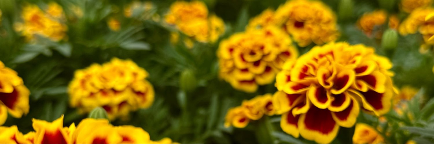 ca_maee's profile banner image