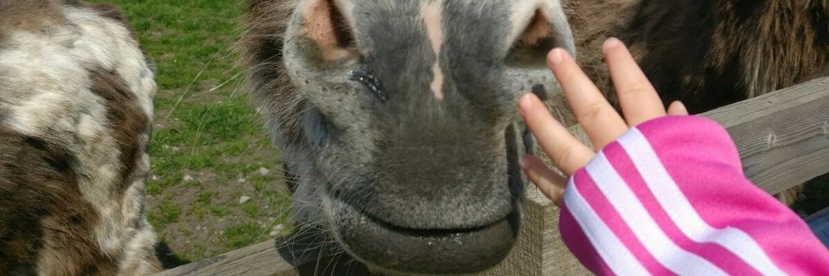 Dominika Popko banner