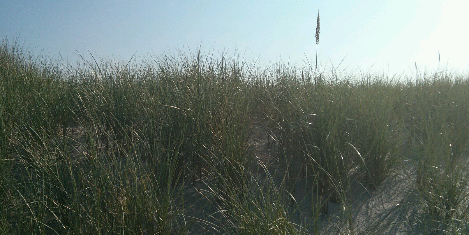 your friendly robot banner