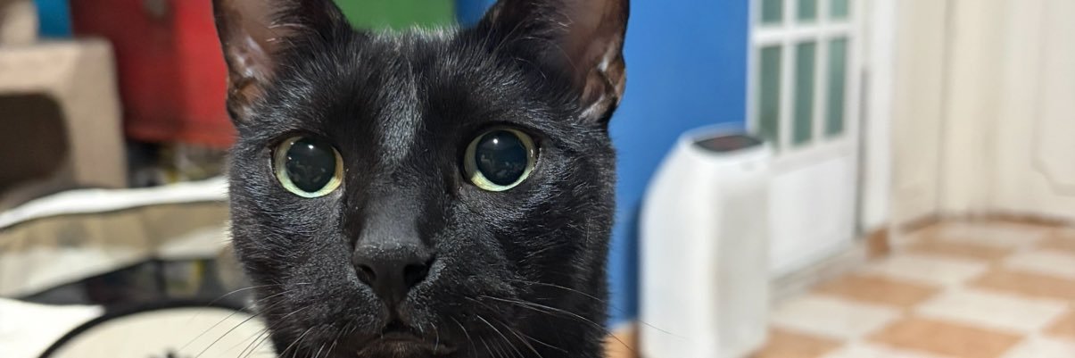 Kittyann06's profile banner image