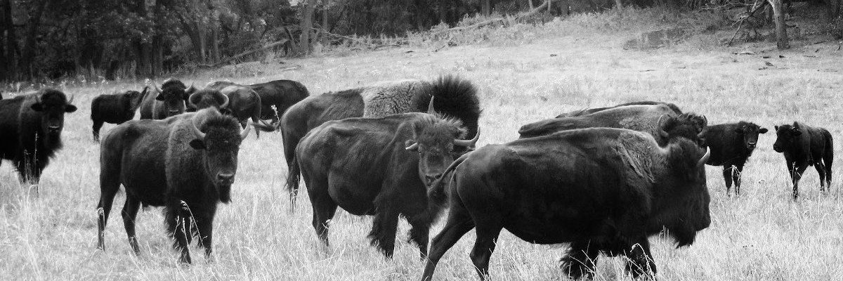 Open Democracy Manitoba banner
