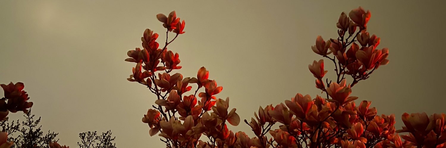 lysssmk's profile banner image