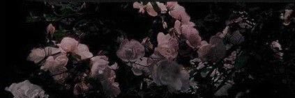 Arii_Bee's profile banner image