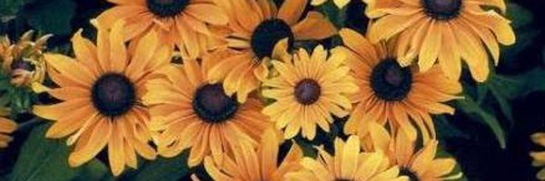 dayandsun_ Profile Banner