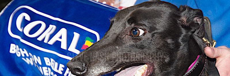 𝑹𝑬𝑬𝑺 𝑮𝑹𝑬𝒀𝑯𝑶𝑼𝑵𝑫 𝑹𝑨𝑪𝑰𝑵𝑮 banner