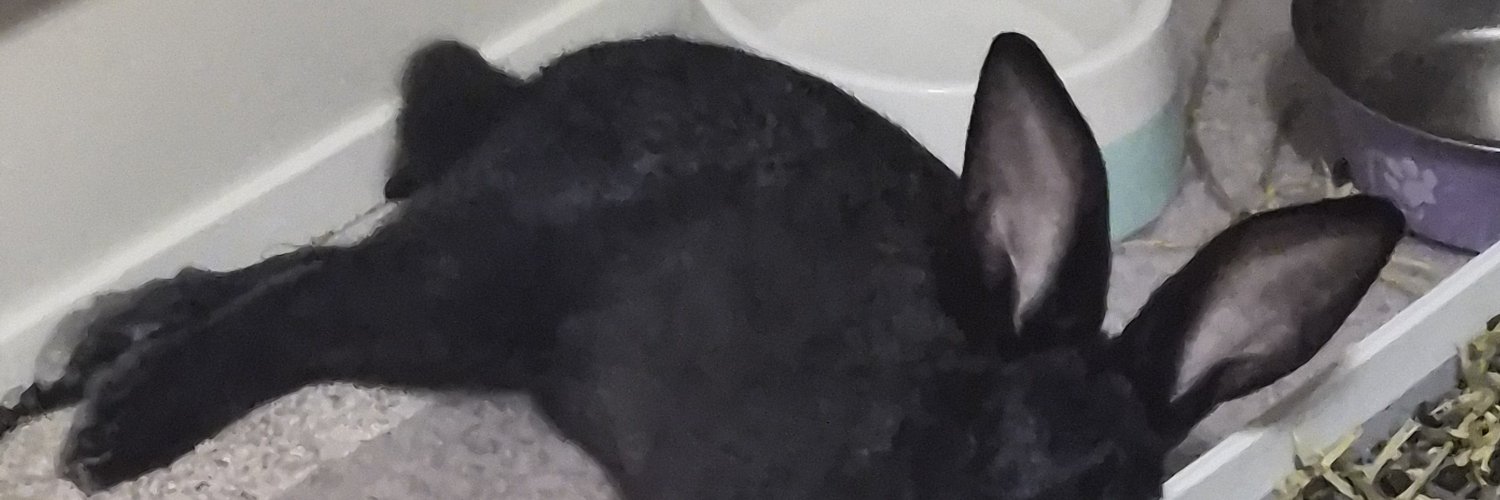 fairaeshi's profile banner image
