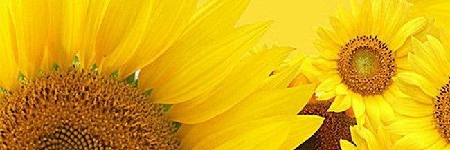 pat_barreto's profile banner image