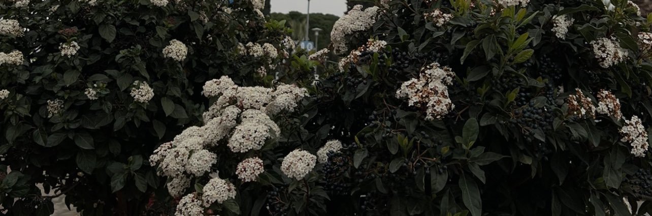 ozleemmutlu's profile banner image